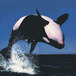Orcinus orca -  - 