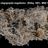 Mycale (Aegogropila) magellanica