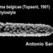 Asbestopluma belgicae - Asbestopluma belgicae - Antonio Sara