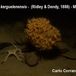 Isodictya kerguelenensis - Isodictya kerguelensis - Carlo Cerrano