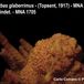 Phorbas glaberrimus - Phorbas glaberrimus and another undetermined Poriferan - Carlo Cerrano