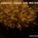 Phorbas glaberrimus - Phorbas glaberrimus - Carlo Cerrano
