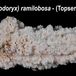 Lissodendoryx (Ectyodoryx) ramilobosa - Lissodendoryx (Ectyodoryx) ramilobosa - 