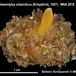 Sphaerotylus antarcticus - Sphaerotylus antarcticus - Stefano Schiaparelli