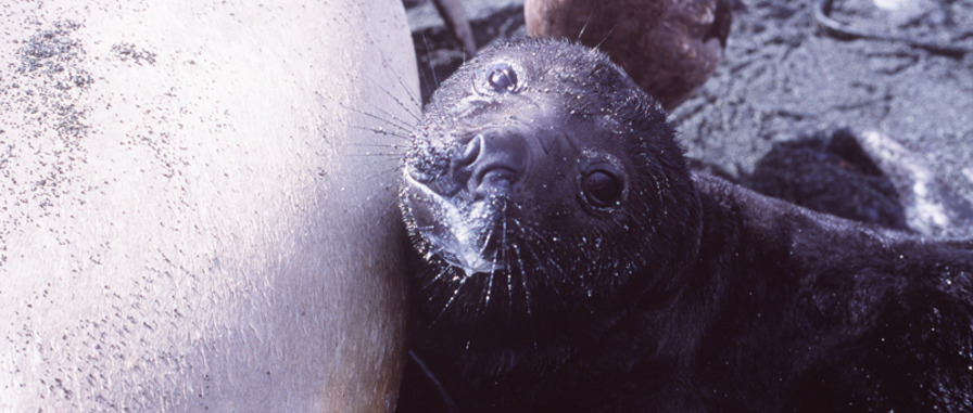 Southern Elephant seal