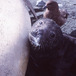 Mirounga leonina - Elephant seal pup - Iain Field