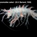Acanthonotozomoides oatesi - Acanthonotozomoides oatesi - Martin Rauschert