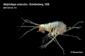 Melphidippa antarctica - Melphidippa antarctica - Martin Rauschert
