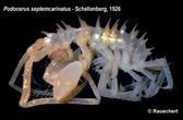 Podocerus septemcarinatus - Podocerus septemcarinatus - Martin Rauschert