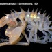 Podocerus septemcarinatus - Podocerus septemcarinatus - Martin Rauschert