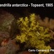 Dendrilla antarctica - Dendrilla antarctica - Carlo Cerrano