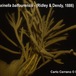 Homaxinella balfourensis - Homaxinella balfourensis - Carlo Cerrano