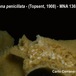 Haliclona penicillata - Haliclona penicillata - Carlo Cerrano