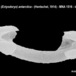 Lissodendoryx (Ectyodoryx) antarctica - Lissodendoryx (Ectyodoryx) antarctica - Antonio Sara