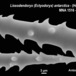 Lissodendoryx (Ectyodoryx) antarctica - Lissodendoryx (Ectyodoryx) antarctica - Antonio Sara