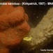 Kirkpatrickia variolosa - Kirkpatrickia variolosa - Carlo Cerrano