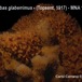 Phorbas glaberrimus - Phorbas glaberrimus - Carlo Cerrano