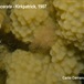 Mycale (Oxymycale) acerata - Mycale acerata - Carlo Cerrano