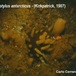 Sphaerotylus antarcticus - Sphaerotylus antarcticus and ascidia - Carlo Cerrano