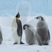 Aptenodytes forsteri - Emperor Penguin - adult and chicks - Barbara Wienecke