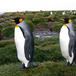 Aptenodytes patagonicus - King penguins - Barbara Wienecke
