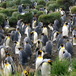 Aptenodytes patagonicus - King penguins - Barbara Wienecke