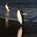 Aptenodytes patagonicus - King penguins - Maryline Le Vaillant 