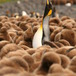 Aptenodytes patagonicus - King penguins - Maryline Le Vaillant 