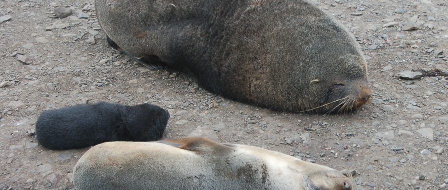 Antarctic fur seal (Kerguelen fur seal)