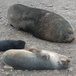 Arctocephalus gazella - Antarctic fur seal - Ian Staniland