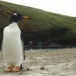 Pygoscelis papua - Gentoo penguin, Pygoscelis papua, on the pier at Possession Island, Crozet Archipelago, 1995 - Yan Ropert-Coudert