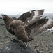 Stercorarius antarcticus - A pair of brown skua vocalizing in King George Island - EGBAMM - Matthias Kopp