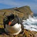 Eudyptes chrysocome - Southern rockhopper penguin incubating at New Island, Falklands - Laurent Demongin