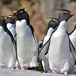 Eudyptes chrysocome - Southern rockhopper penguins in group - Laurent Demongin