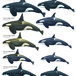 Orcinus orca - Scale illustration of various types of killer whales - Uko Gorter