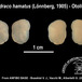 Chionodraco hamatus - Otolithes of Chionodraco hamatus - Busekist VJ, Vacchi M, Albertelli G
