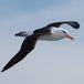 Thalassarche melanophris - Black-browed albatross in flight - Jose Xavier