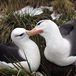Thalassarche melanophris - Black-browed albatross pair on their nest - Jose Xavier