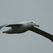 Diomedea exulans - Wandering albatross in flight - Jean-Baptiste Thiebot