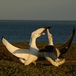 Diomedea exulans - The famous "dance" of the wandering albatrosses during the parade - Jean-Baptiste Thiebot