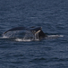 Megaptera novaeangliae - Humpback Whale in Boston, 2010 - Meagan Dewar