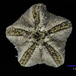Pteraster spinosissimus - Pteraster spinosissimus - Philippe Pernet