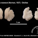 Dissostichus mawsoni - Otolithes of Dissostichus mawsoni  - Busekist VJ, Vacchi M, Albertelli G