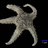 Paralophaster antarcticus