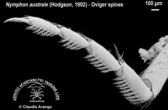 Nymphon australe - Nymphon australe (oviger spines) - Claudia Arango