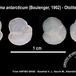 Pleuragramma antarcticum - Otolithes of Pleurogramma antarcticum - Busekist VJ, Vacchi M, Albertelli G