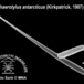Sphaerotylus antarcticus - Sphaerotylus antarcticus (spicule) - Antonio Sara