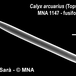 Calyx arcuarius - Calyx arcuarius - Antonio Sara